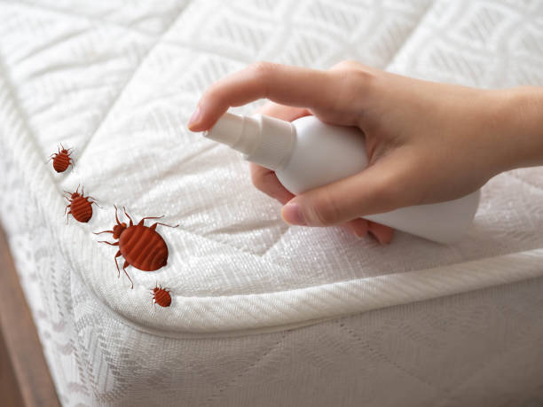 Best Bed Bug Extermination  in El Paso, TX