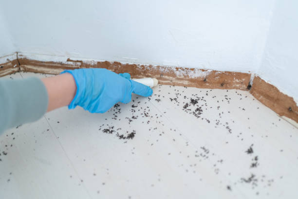 Best Residential Pest Control  in El Paso, TX